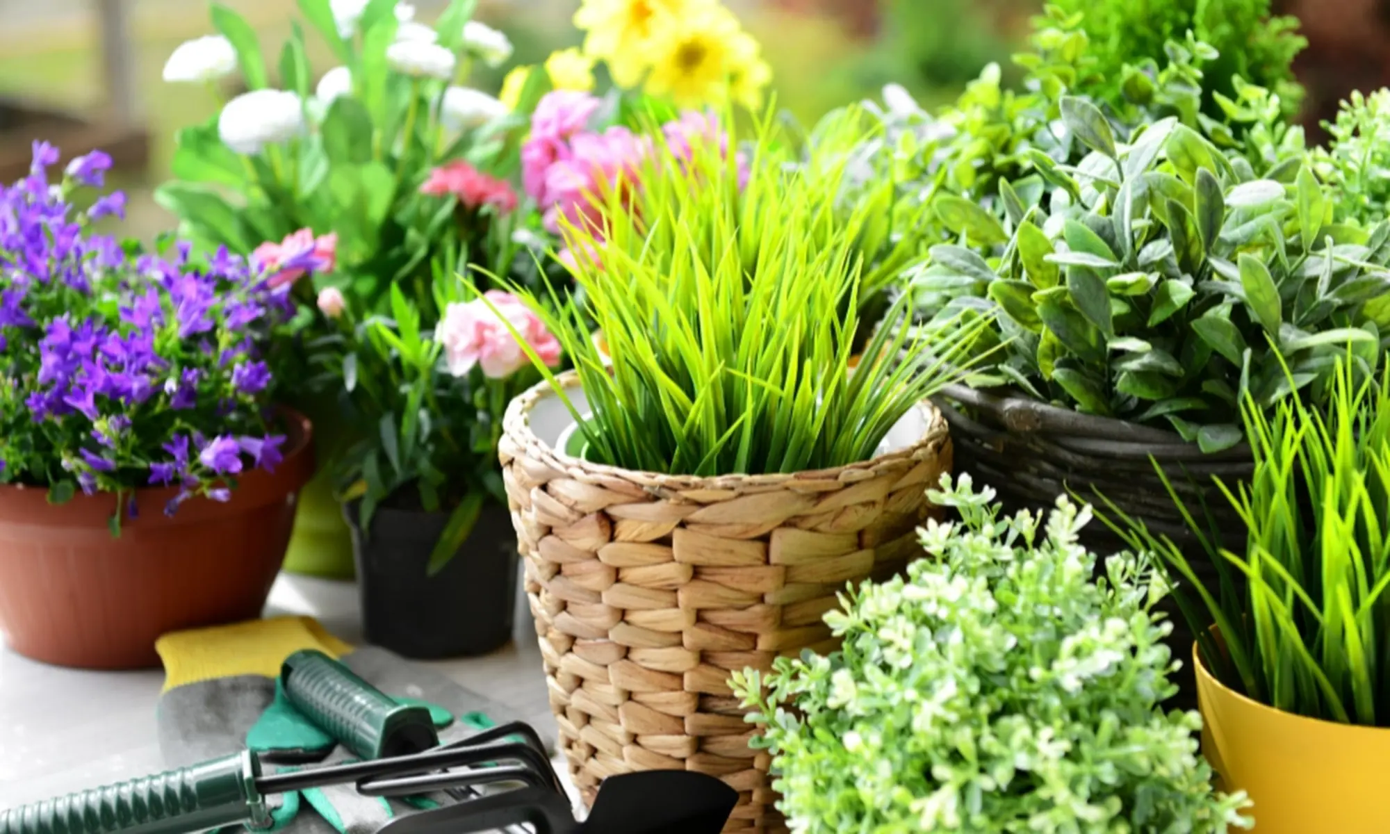 Gardening Brings Health and Well-Being