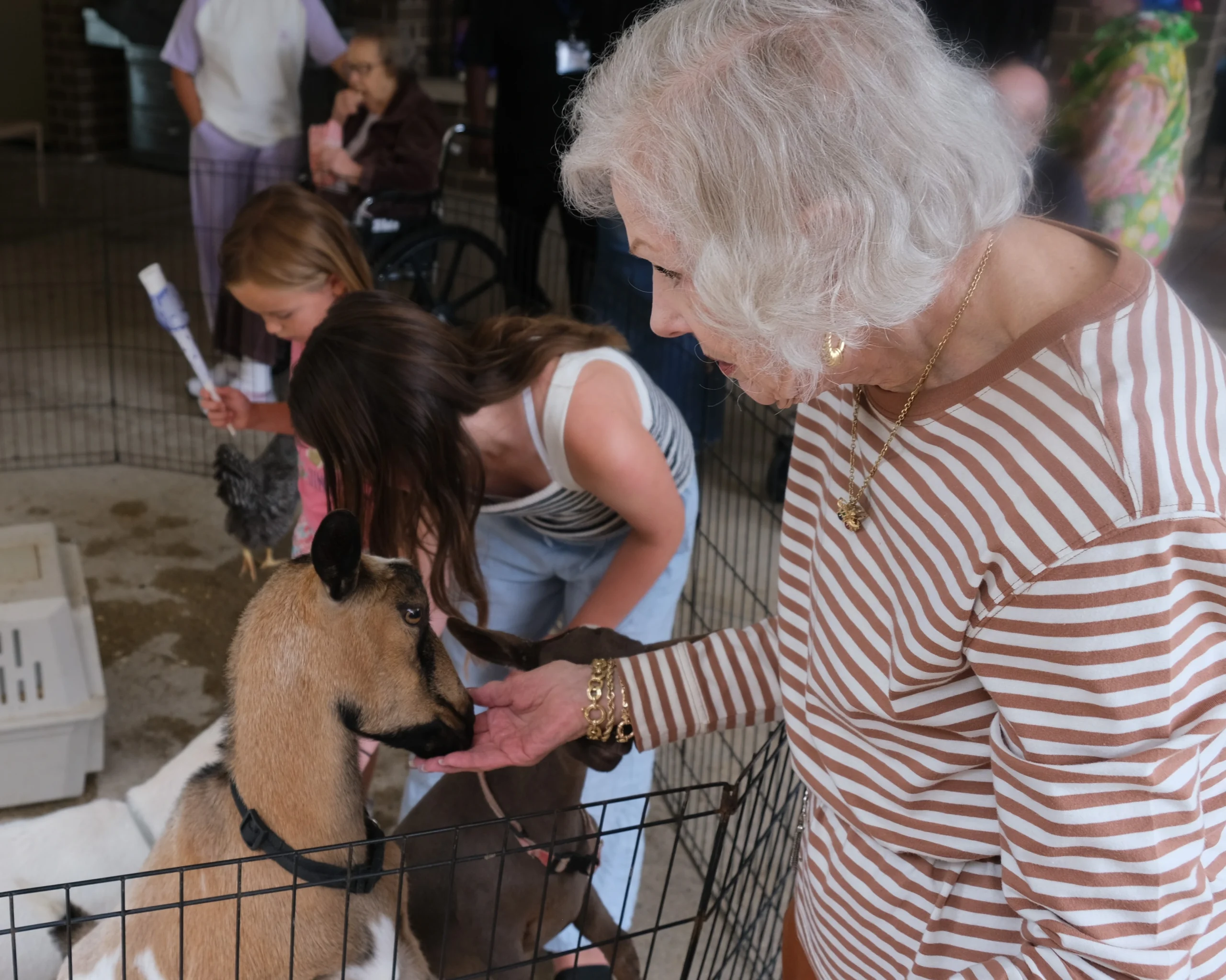 Ovation Family Fest 8.2026 5 Ovation Family Festival: feeding goats